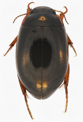 Agabus uliginosus